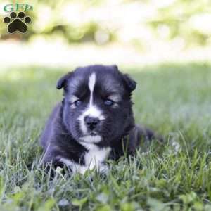 Shelby, Siberian Husky Puppy